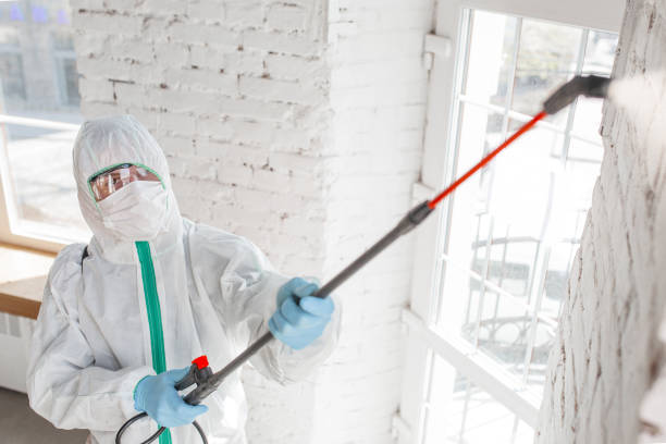 Best Crawl Space Mold Remediation  in Falconer, NY
